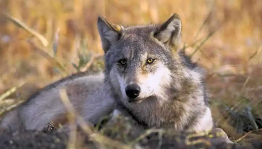 Animaux Les Plus Dangereux En France Top 10 des animaux les plus dangereux en France