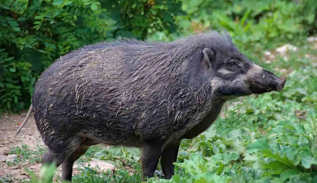 Animal Le Plus Dangereux En France Top 10 des animaux les plus dangereux en France