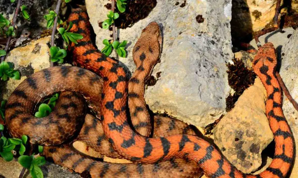 Animaux Les Plus Dangereux En France Top 10 des animaux les plus dangereux en France