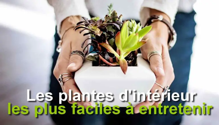 Plante intérieur