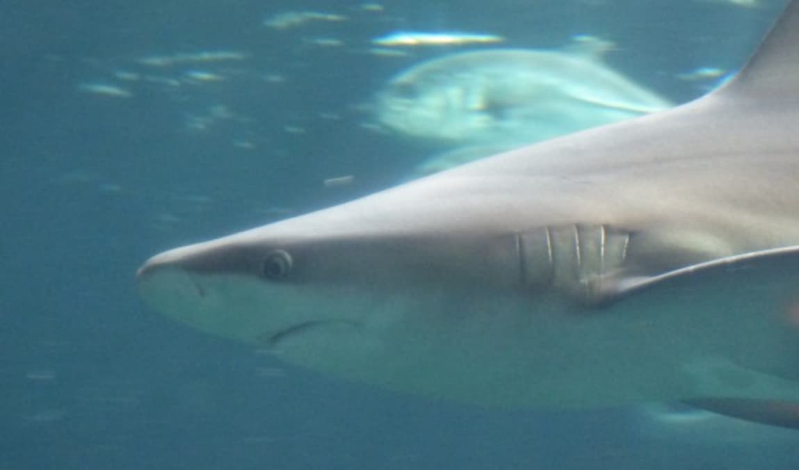 Requin mako