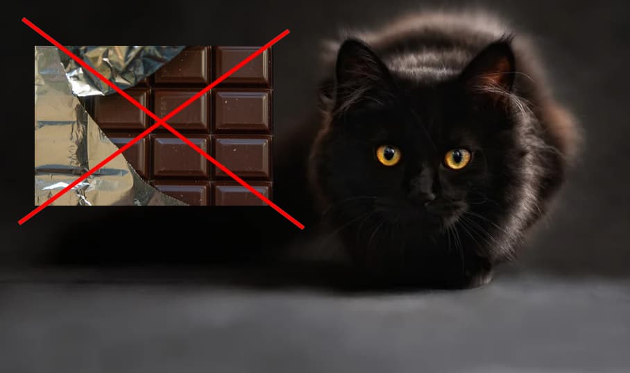 Les Chats Peuvent Ils Manger Du Chocolat Attention Danger