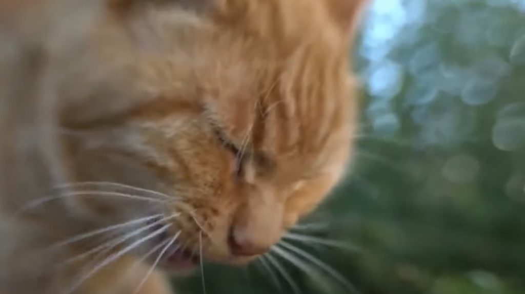 Doiton laisser son chat sortir en toute liberté ? Attention danger