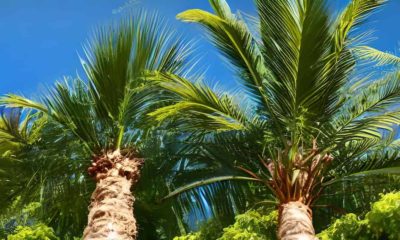 Palmier dans un jardin avec ciel bleu