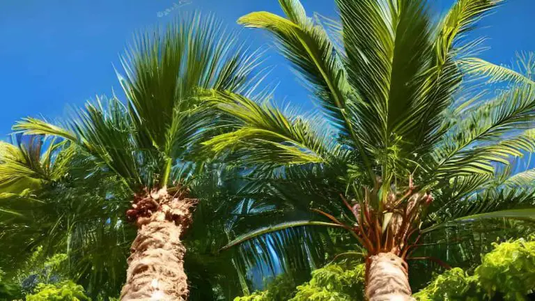 Palmier dans un jardin avec ciel bleu