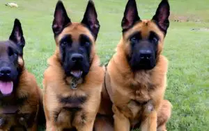 Bergers Malinois