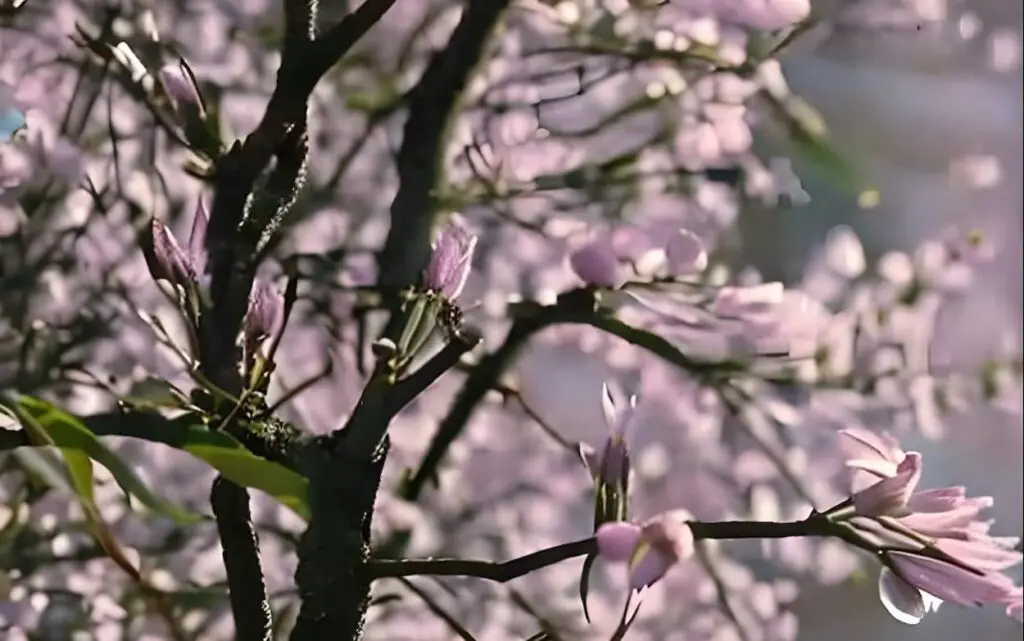 Printemps fleur