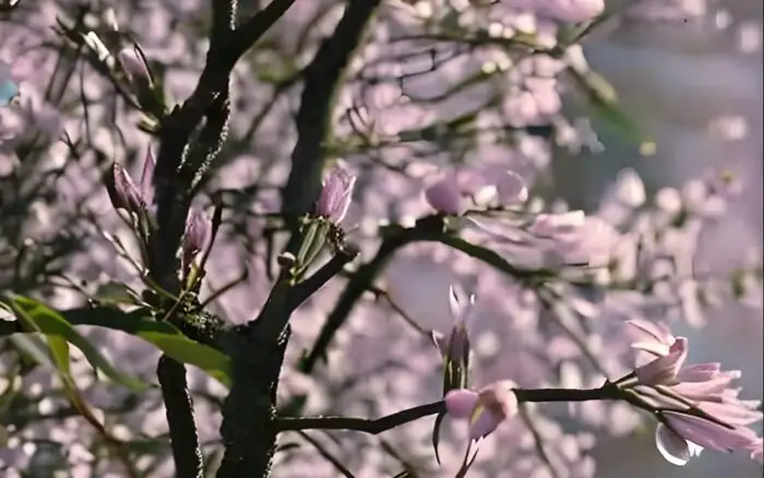 Printemps fleur