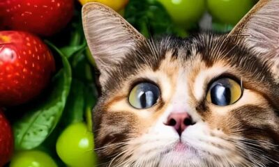 Un chat avec des fruits en arrière plan