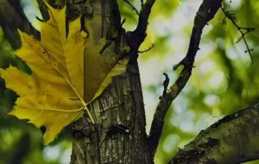Feuille avec un arbre en arrière plan qui représente le printemps