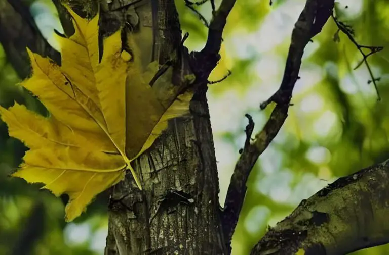 Feuille avec un arbre en arrière plan qui représente le printemps