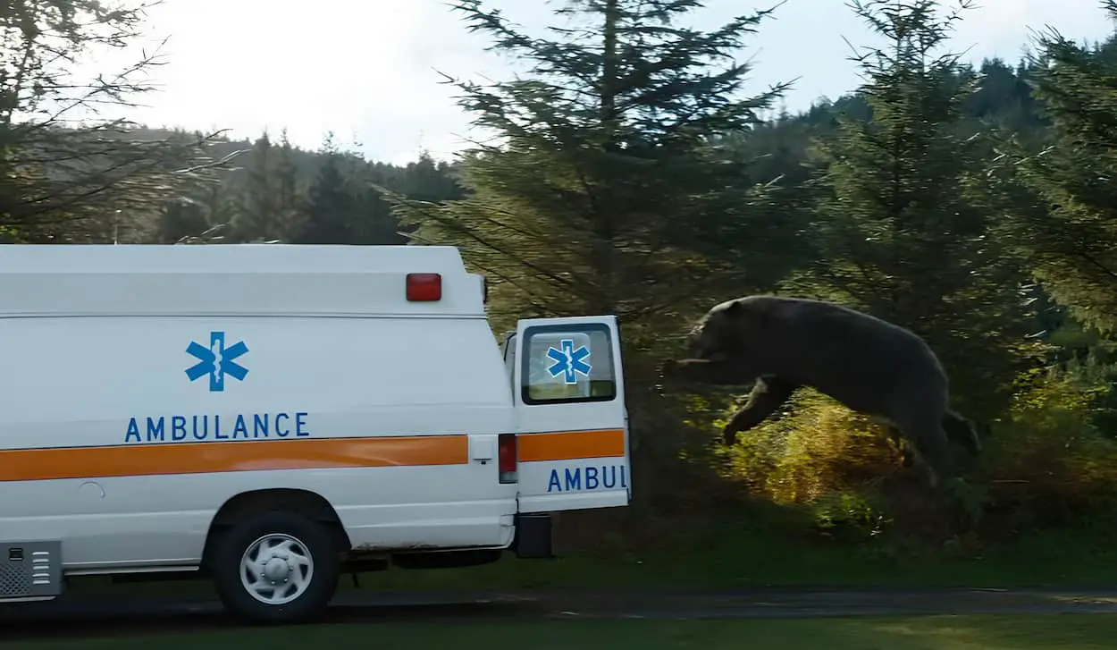 Crazy Bear Image de l'ours qui saute dans l'ambulance