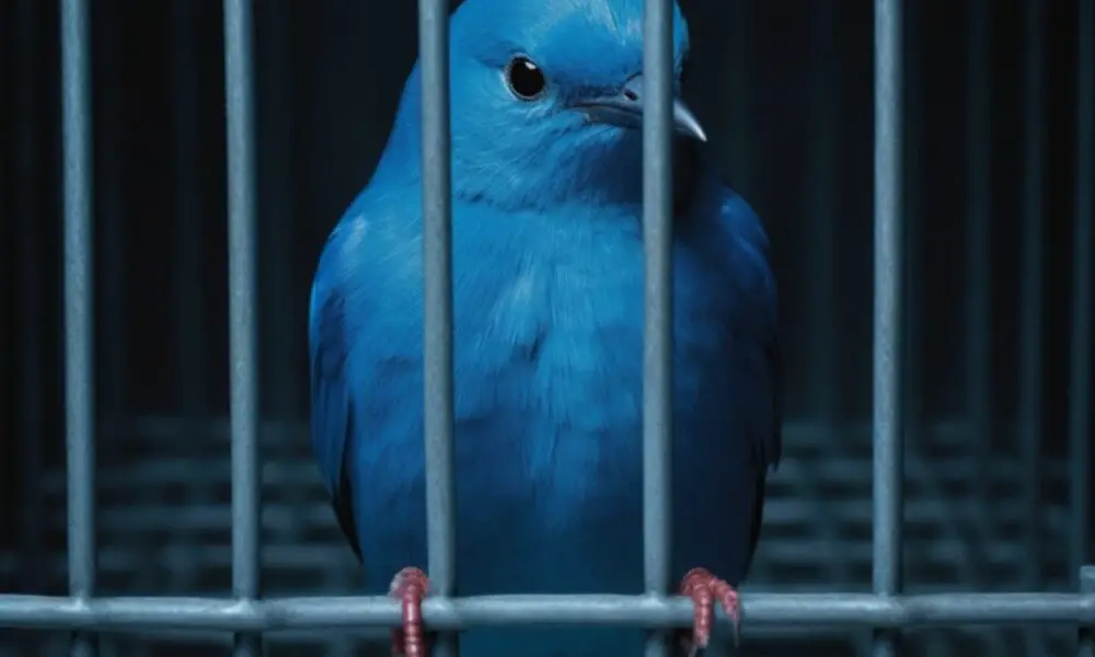 Oiseau bleu Twitter