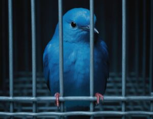 Oiseau bleu Twitter