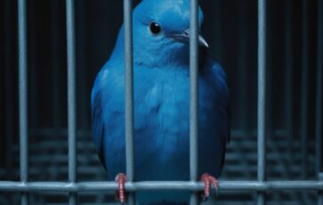 Oiseau bleu Twitter