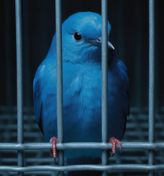 Oiseau bleu Twitter