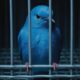 Oiseau bleu Twitter